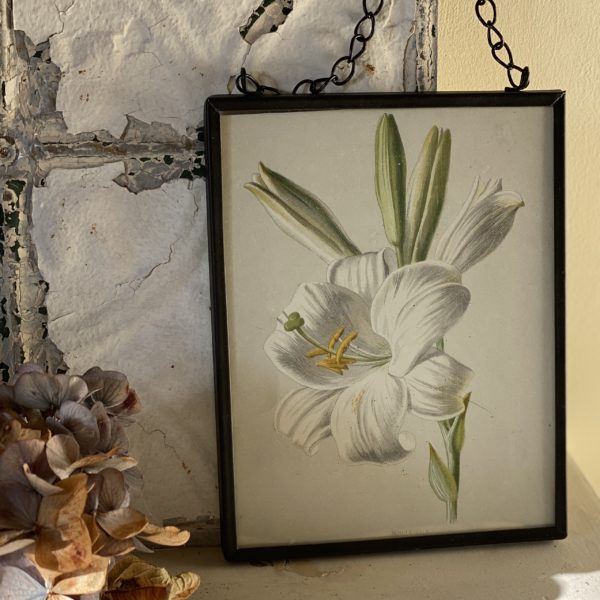 WHITE LILY VINTAGE PRINT IN HANGING FRAME