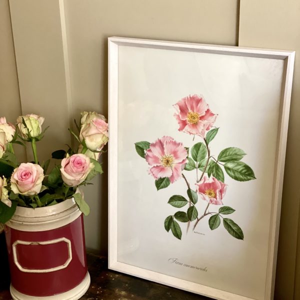 BEAUTIFUL NEWLY FRAMED ANNE MARIE TRECHSLIN VINTAGE ROSES BOOK PLATES